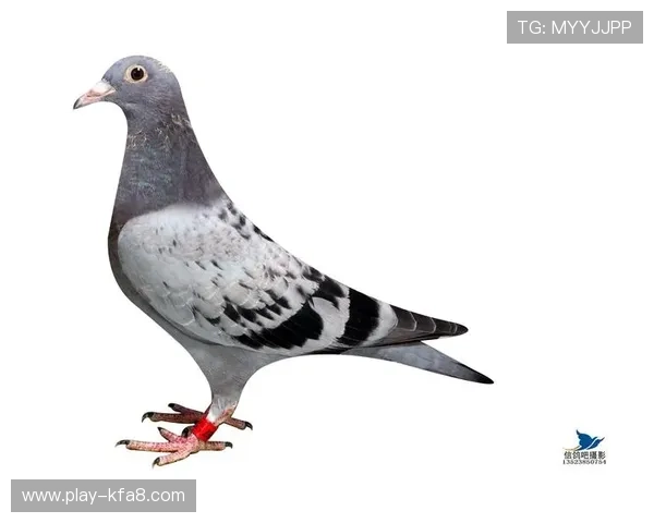 提供多种AG国际手机登录方式,确保每位玩家都能找到适合自己的快速登录途径 提供多种AG国际手机登录方式,确保每位玩家都能找到适合自己的快速登录途径